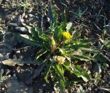 genus Taraxacum. Цветущее и плодоносящее растение. Казахстан, Алматинская обл., Райымбекский р-н, долина Караой (1940 м н.у.м.) западнее п. Сарыбастау. 10.05.2011.