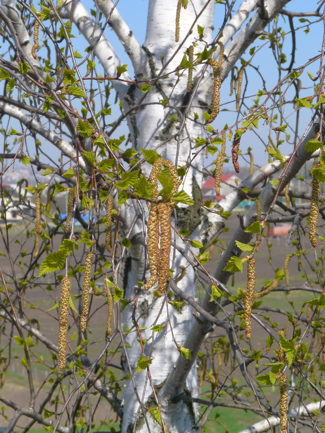 Изображение особи Betula pendula.