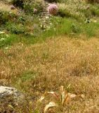 Allium giganteum. Цветущее растение. Копетдаг, Чули. Июнь 2011 г.