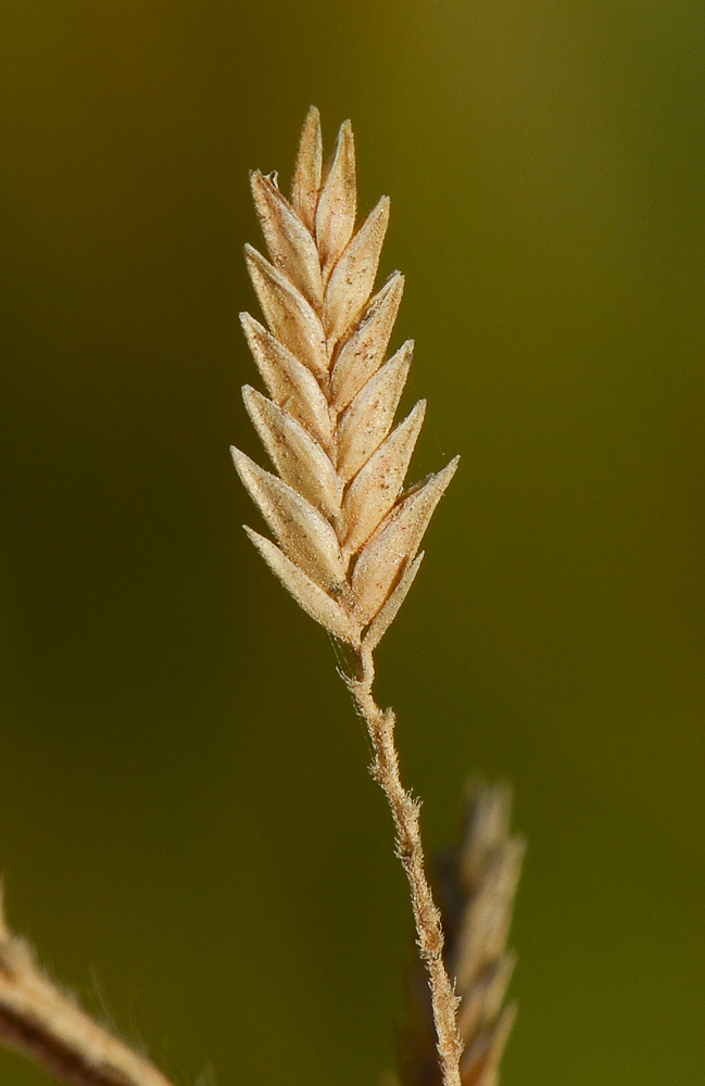 Image of Eragrostis bipinnata specimen.