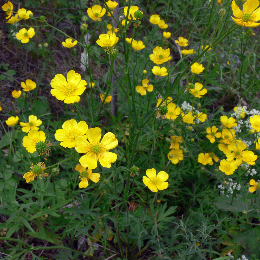 Image of Ranunculus polyanthemos specimen.