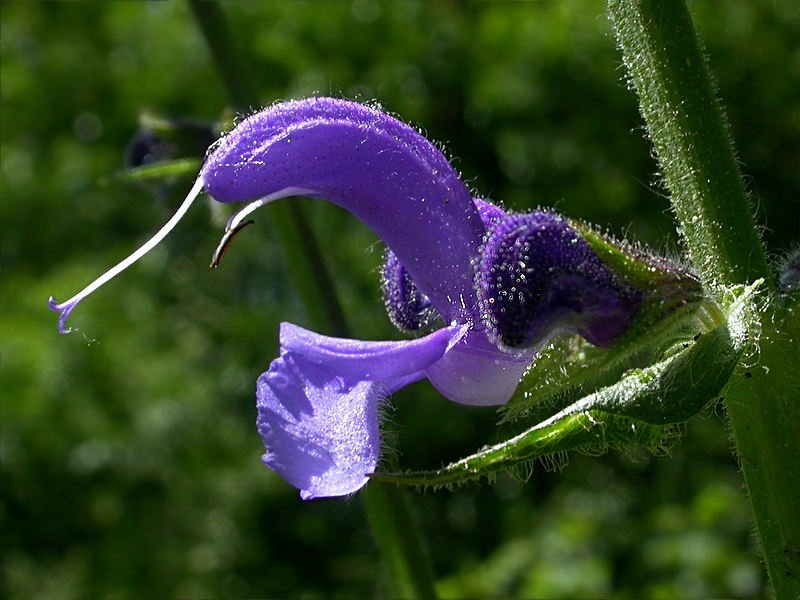 Image of Salvia pratensis specimen.