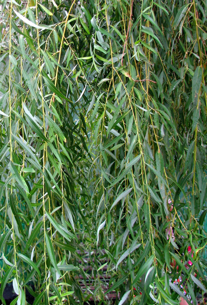 Image of Salix babylonica specimen.