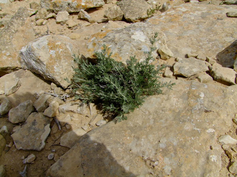 Image of Artemisia sieberi specimen.