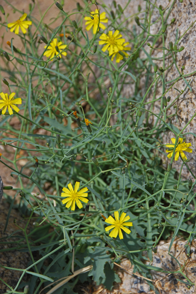 Изображение особи Crepis flexuosa.