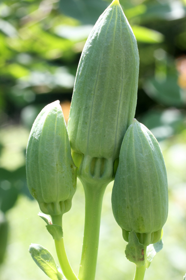 Image of Ostrowskia magnifica specimen.