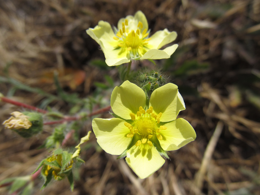 Изображение особи Potentilla semilaciniosa.