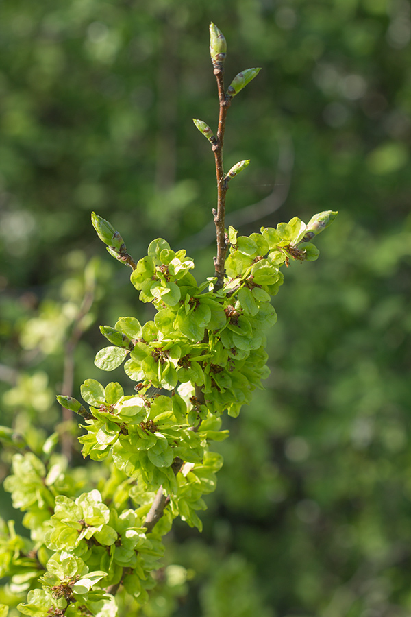 Изображение особи род Ulmus.