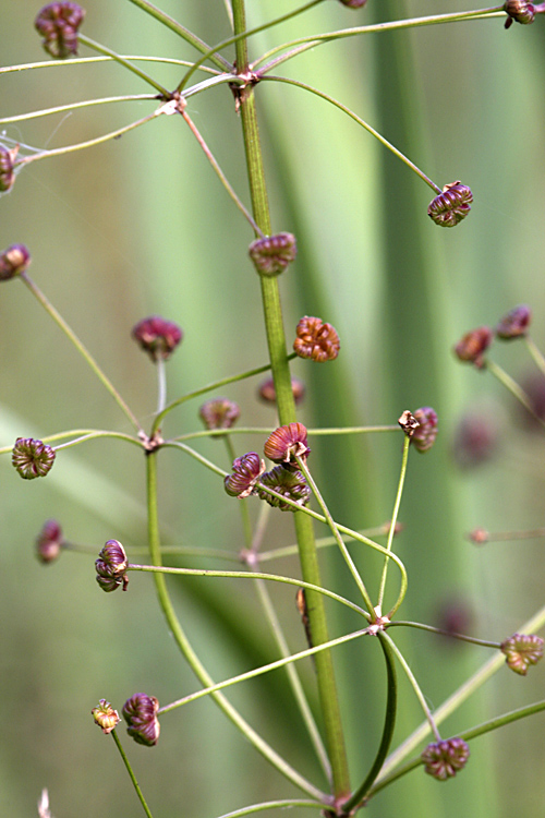 Image of Alisma plantago-aquatica specimen.