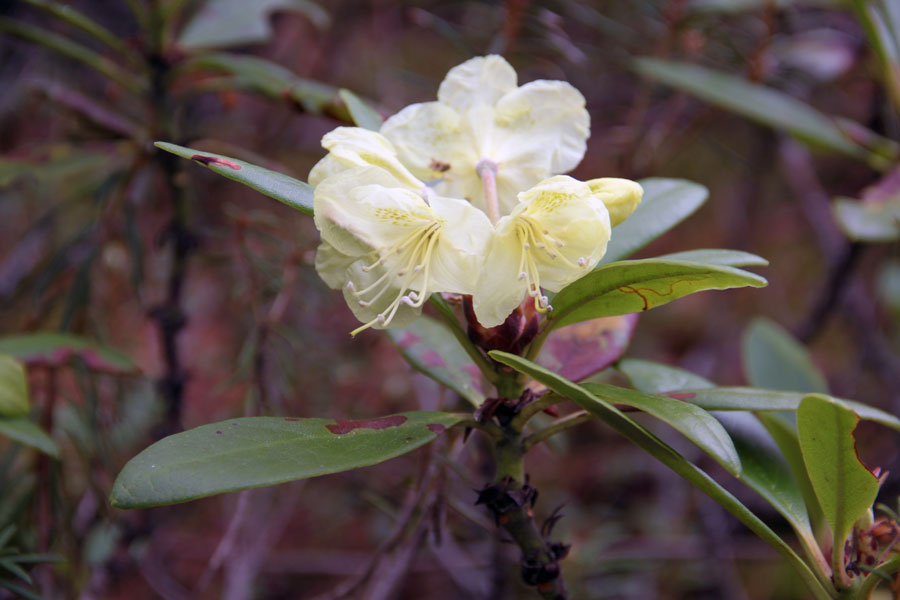 Image of Rhododendron aureum specimen.