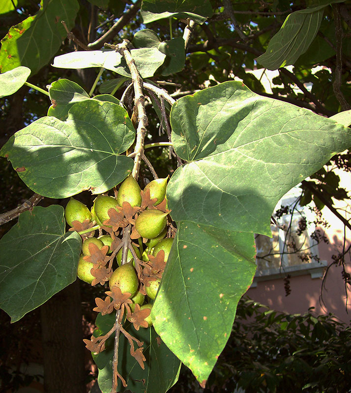 Image of Paulownia tomentosa specimen.