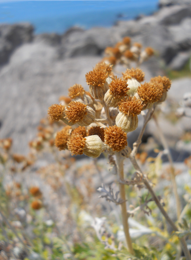 Image of Senecio cineraria specimen.