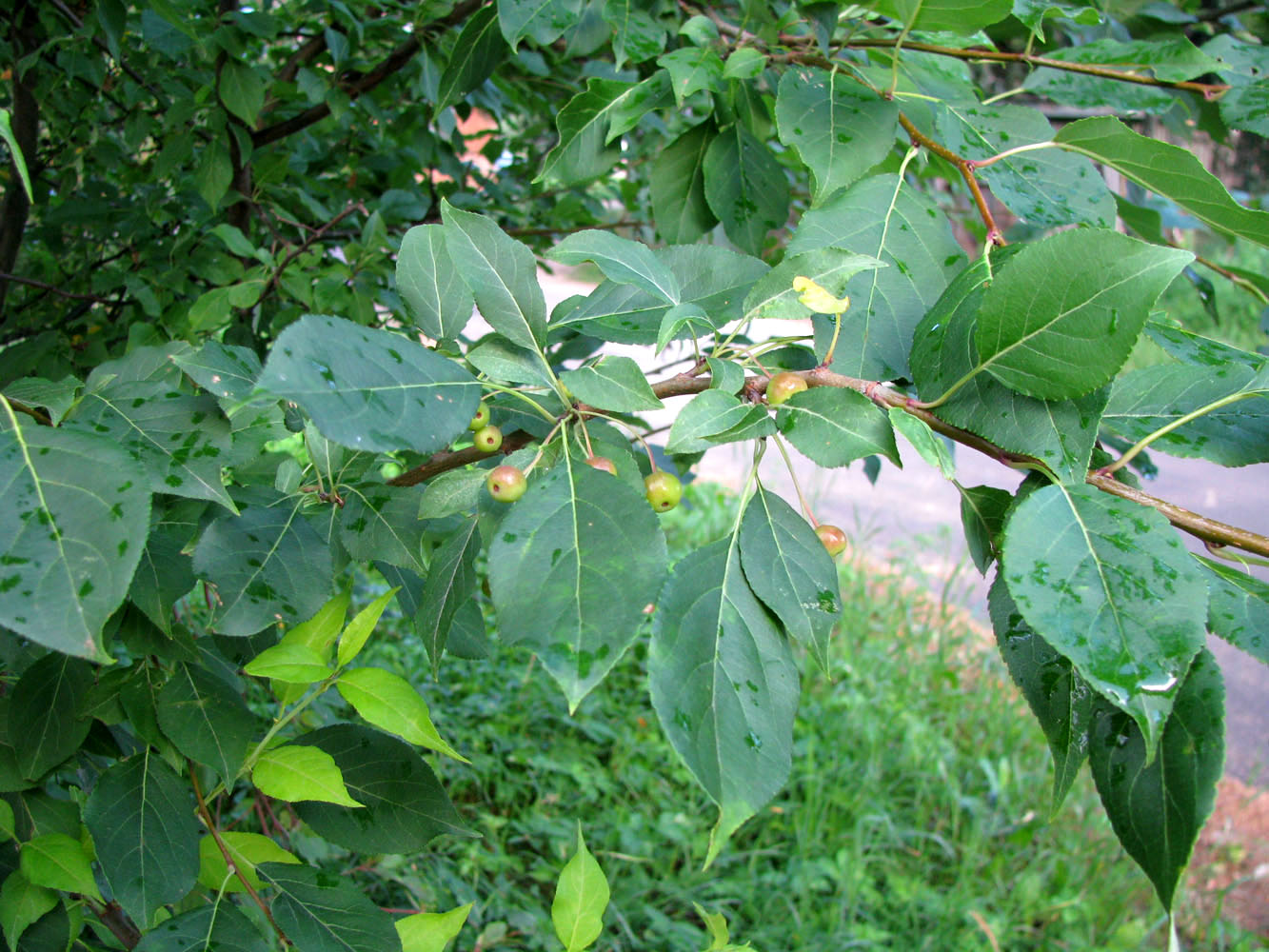 Изображение особи Malus baccata.