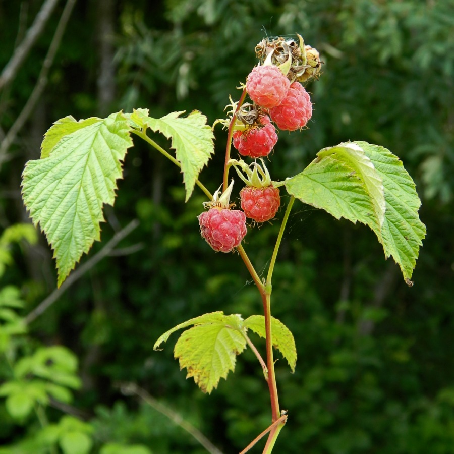 Image of Rubus idaeus specimen.