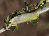 genus Chamaecytisus