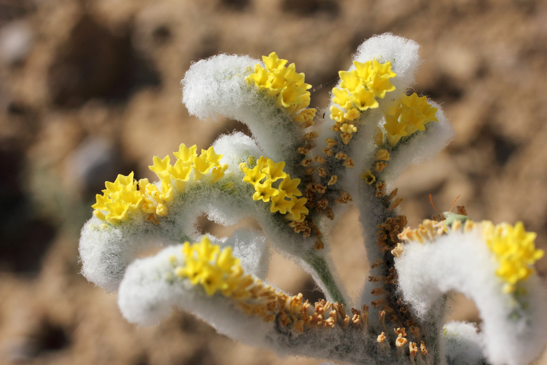 Изображение особи Heliotropium bucharicum.