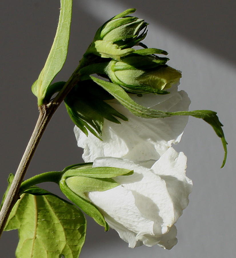 Image of Hibiscus syriacus specimen.