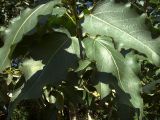 Populus laurifolia