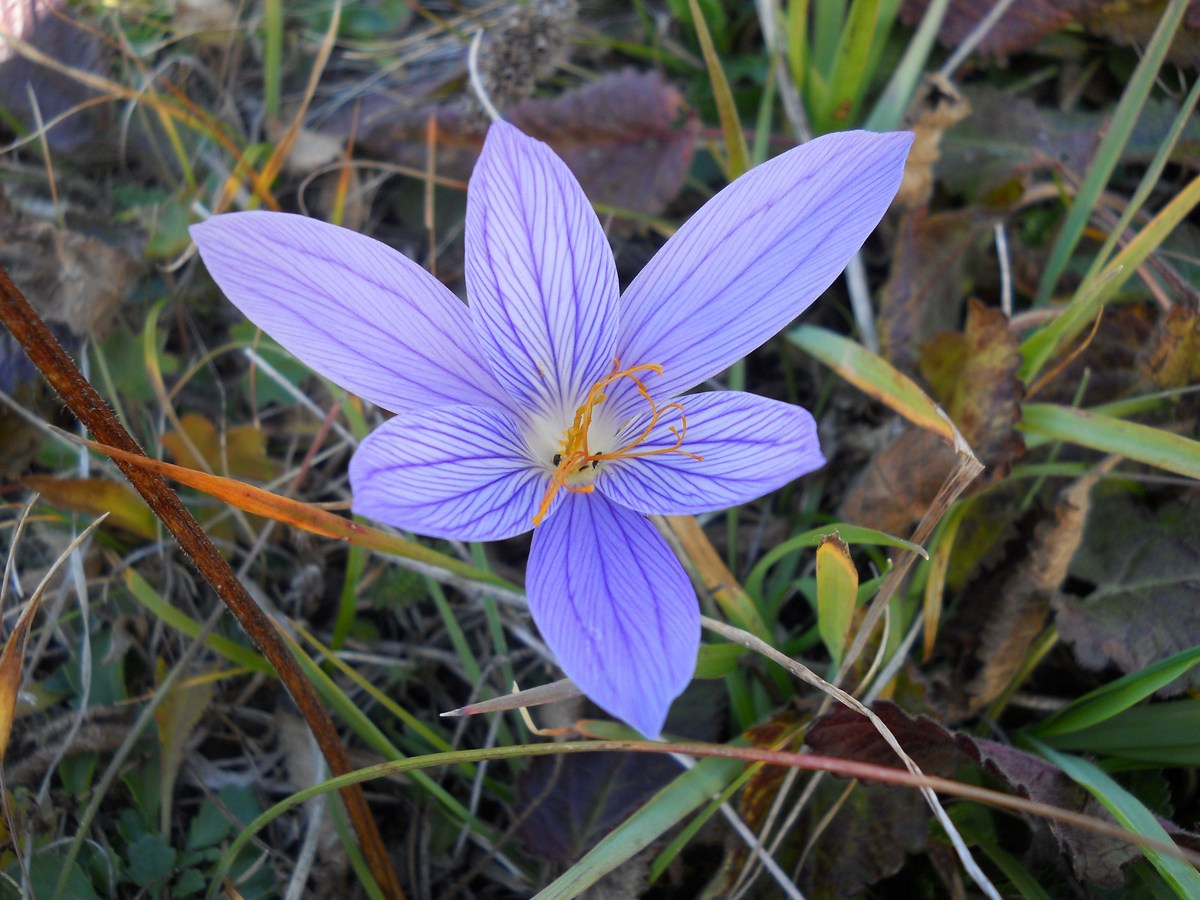 Изображение особи Crocus speciosus.