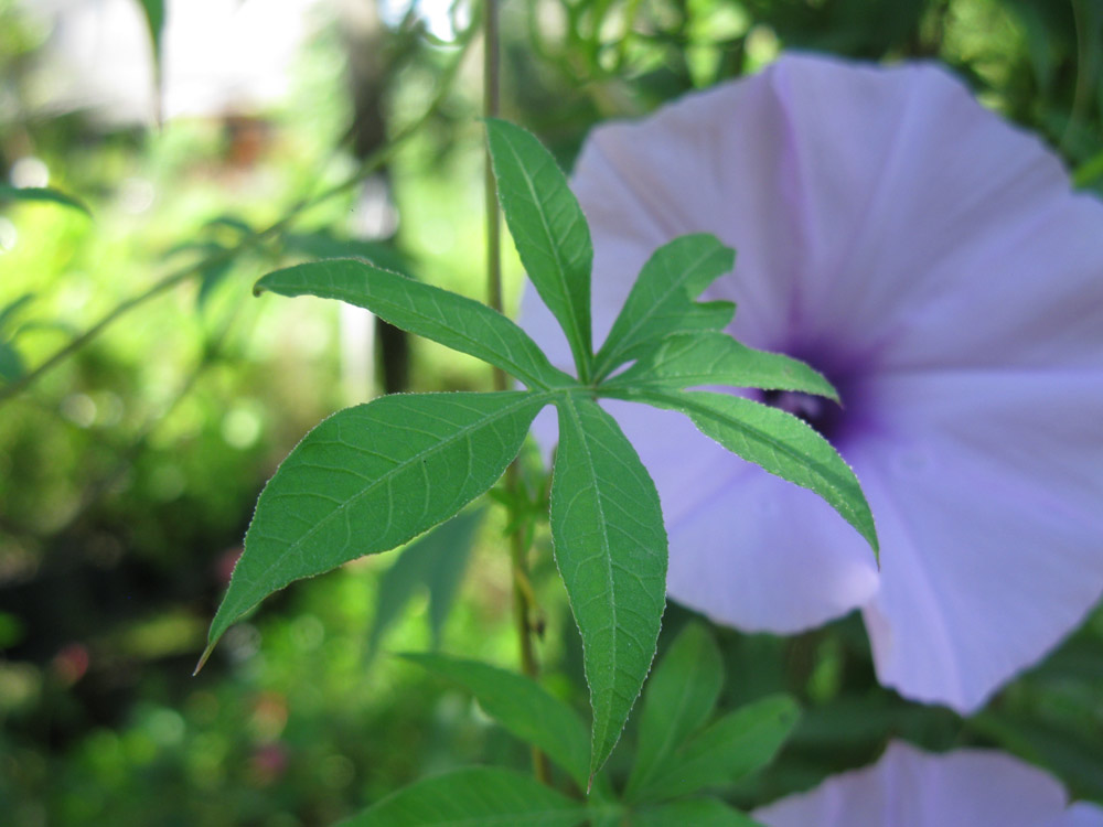 Изображение особи Ipomoea cairica.