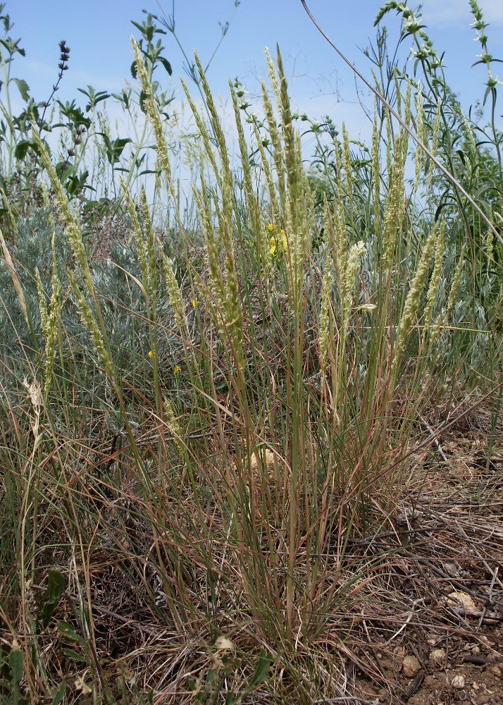 Image of Koeleria macrantha specimen.