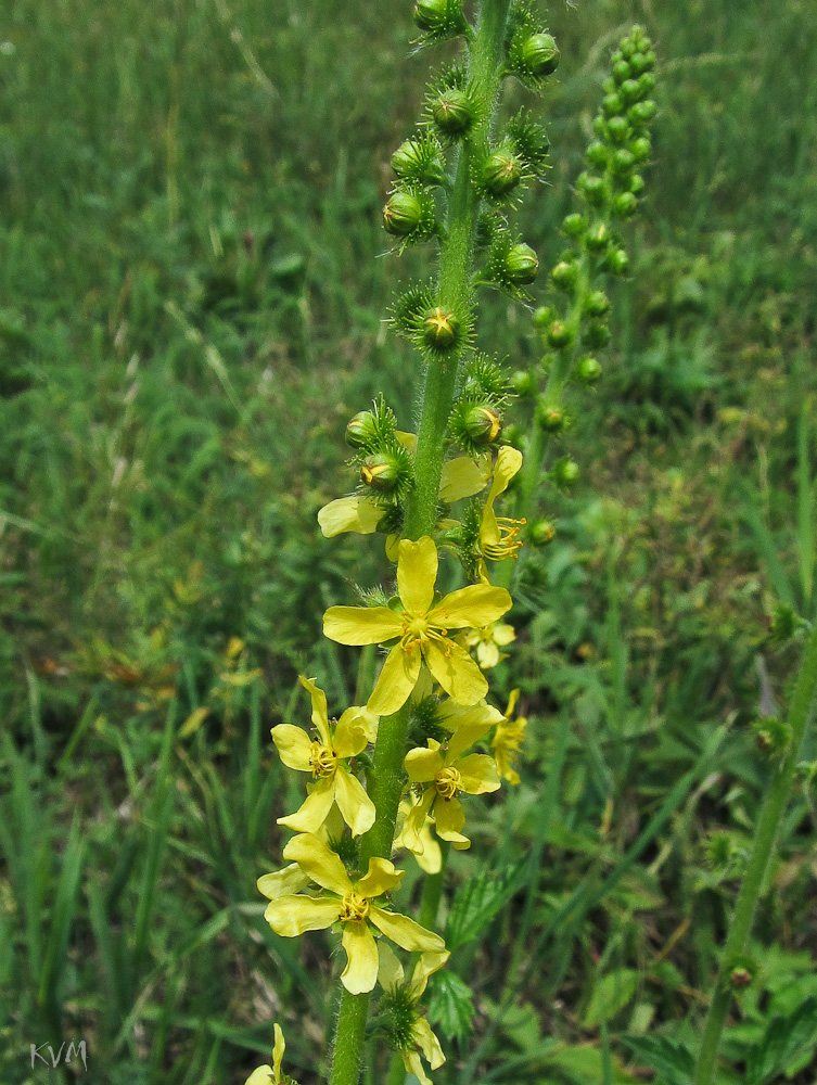 Image of genus Agrimonia specimen.