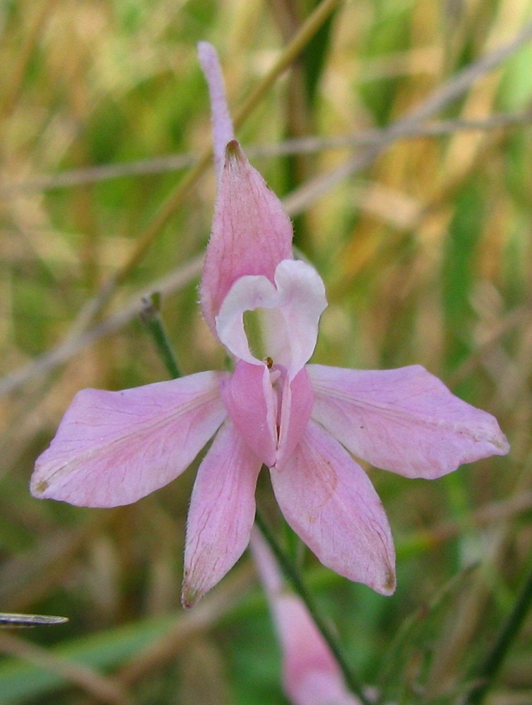 Image of Delphinium consolida specimen.