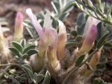 Astragalus projecturus