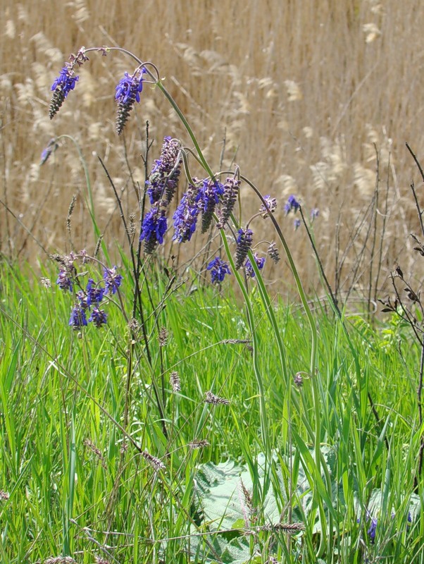 Изображение особи Salvia nutans.