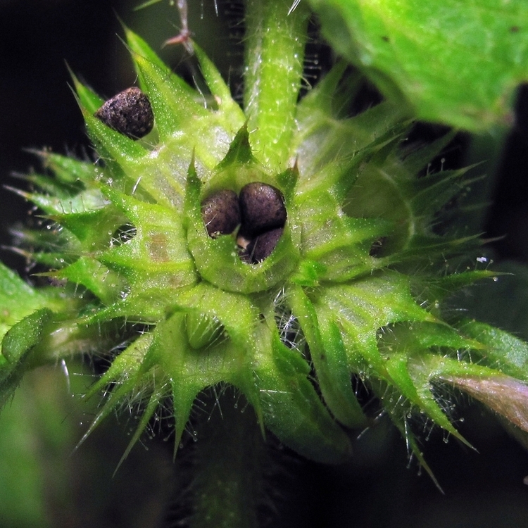 Image of Galeopsis bifida specimen.