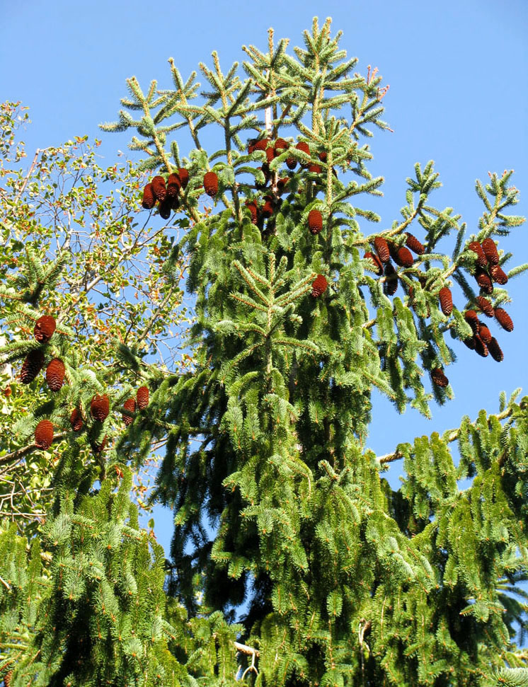 Изображение особи Picea abies.