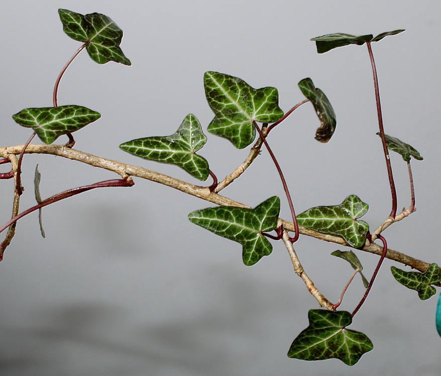 Image of Hedera helix specimen.