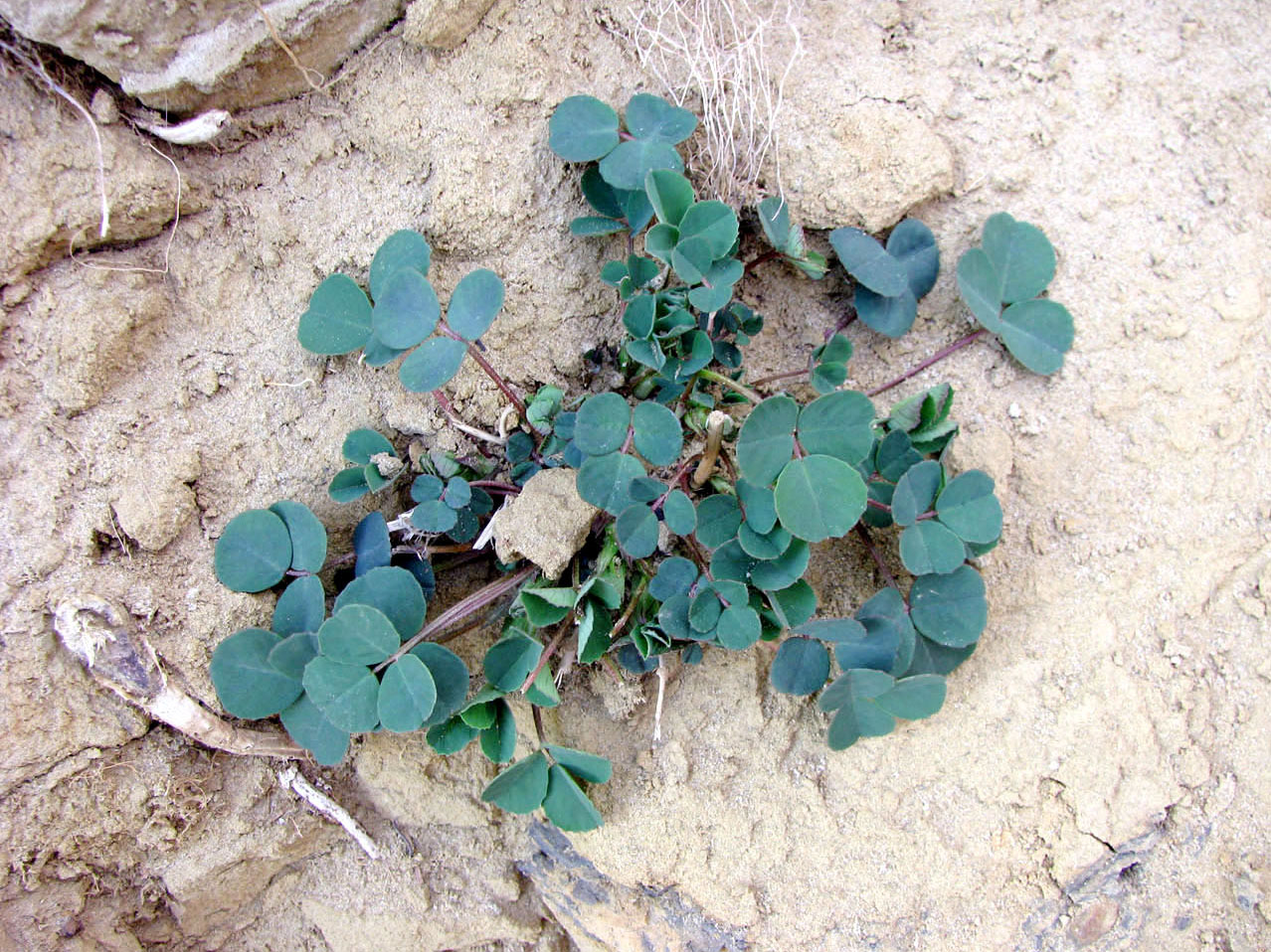 Image of familia Fabaceae specimen.