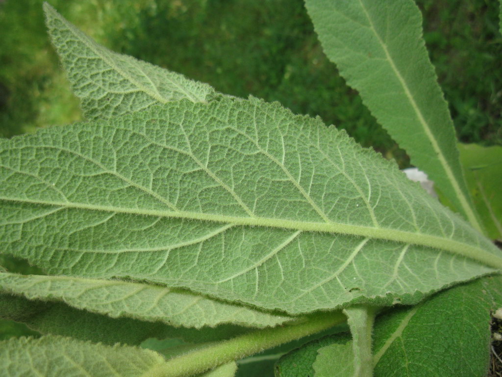 Image of Verbascum phlomoides specimen.