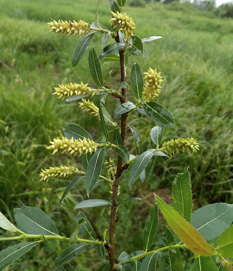 Image of Salix &times; schumanniana specimen.