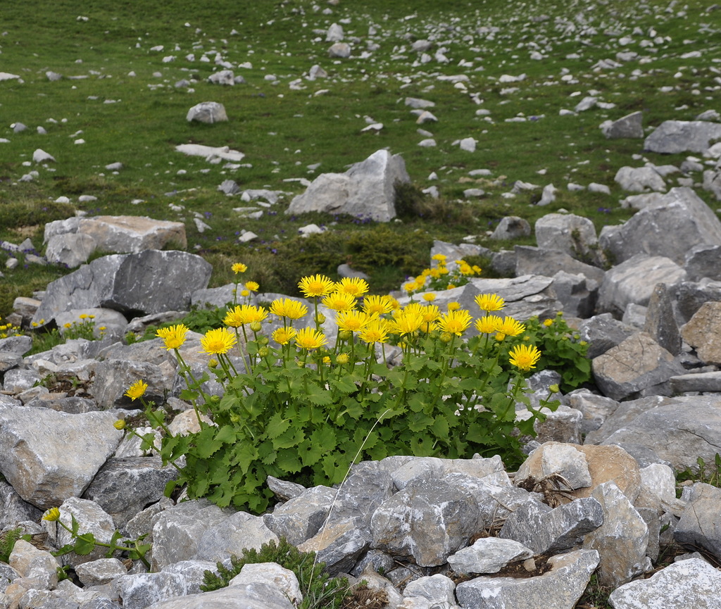 Изображение особи Doronicum columnae.