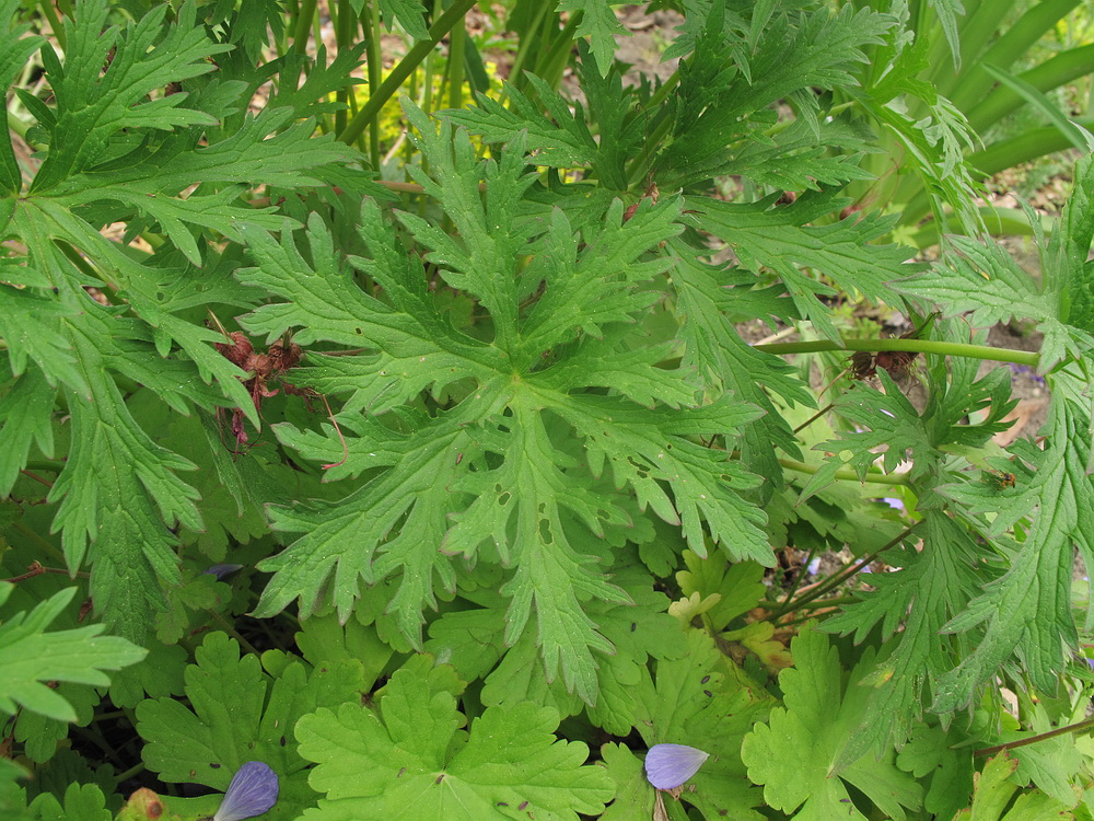 Изображение особи Geranium pratense.