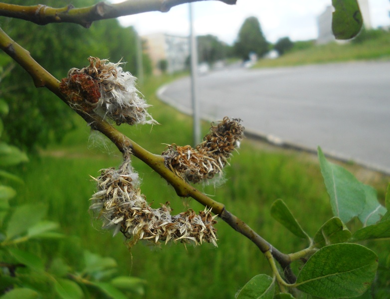 Image of Salix caprea specimen.