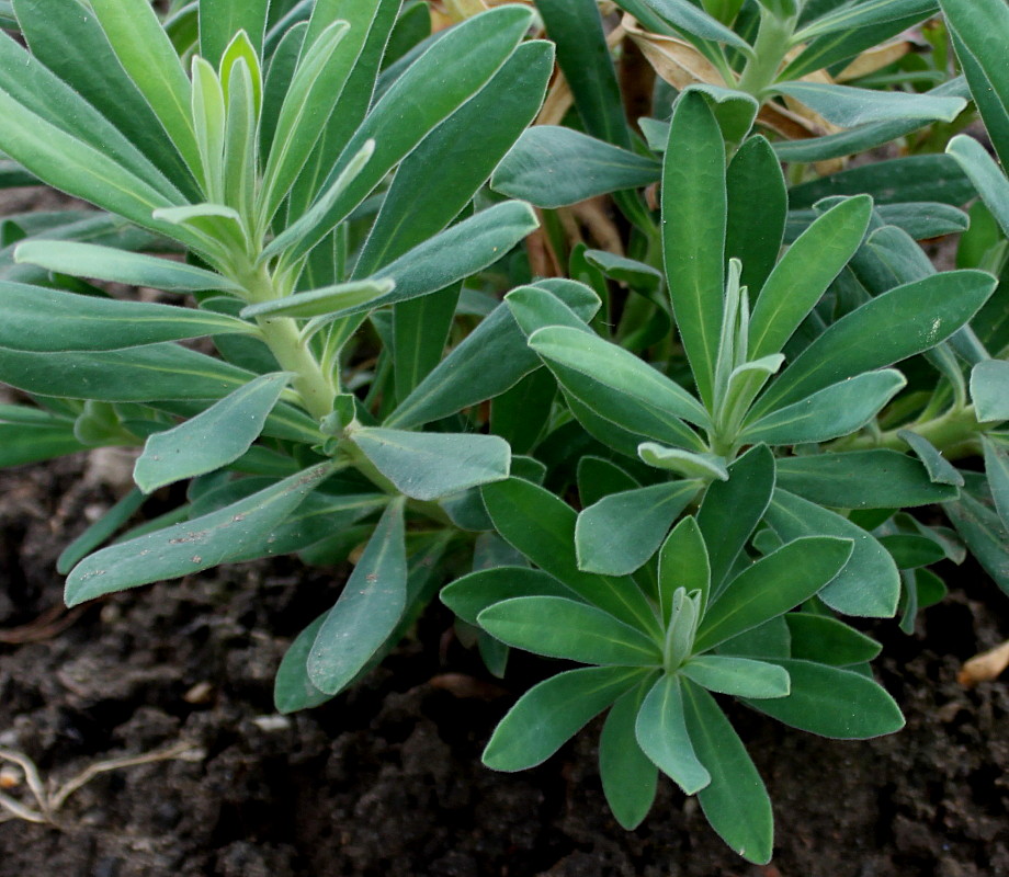 Image of Euphorbia characias specimen.