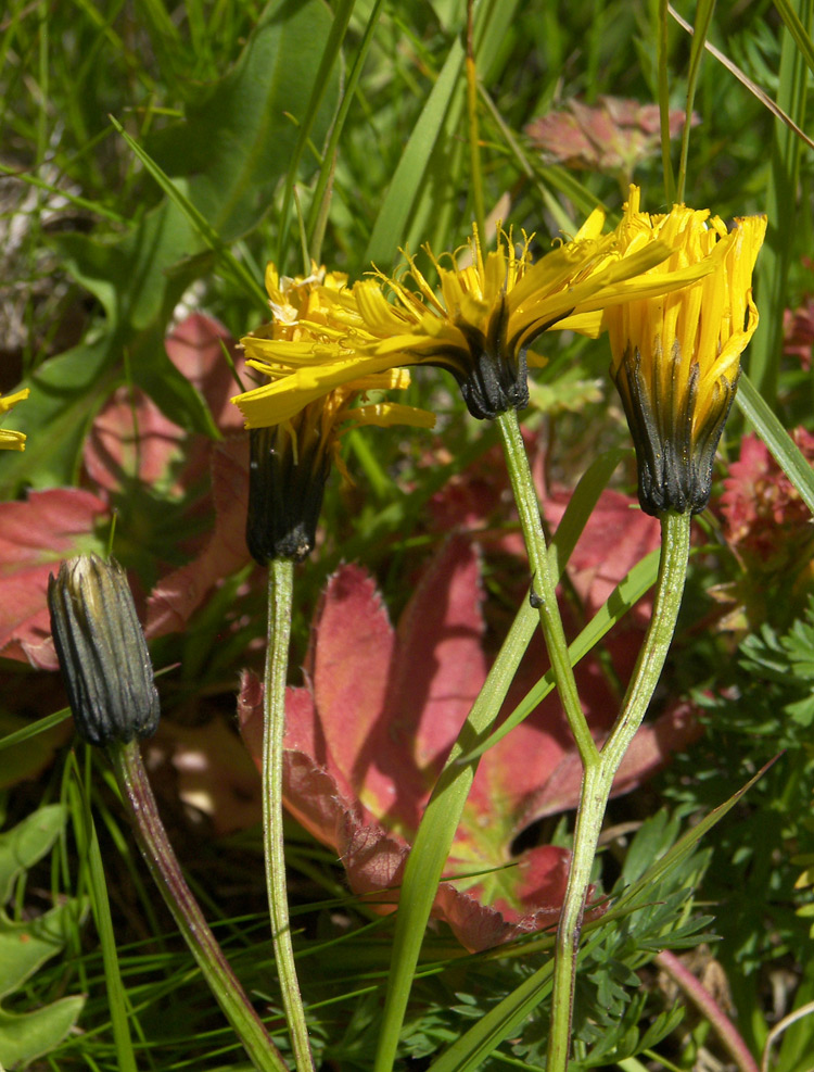 Изображение особи Crepis caucasica.