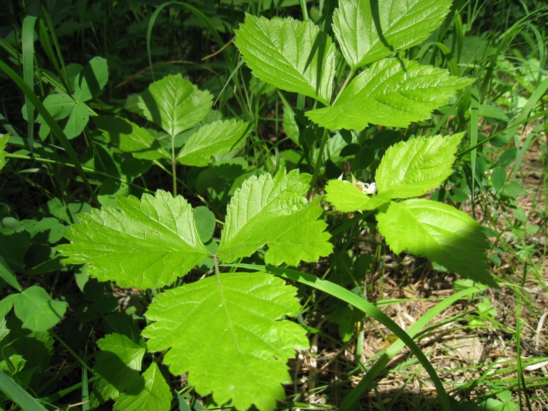 Image of Rubus saxatilis specimen.