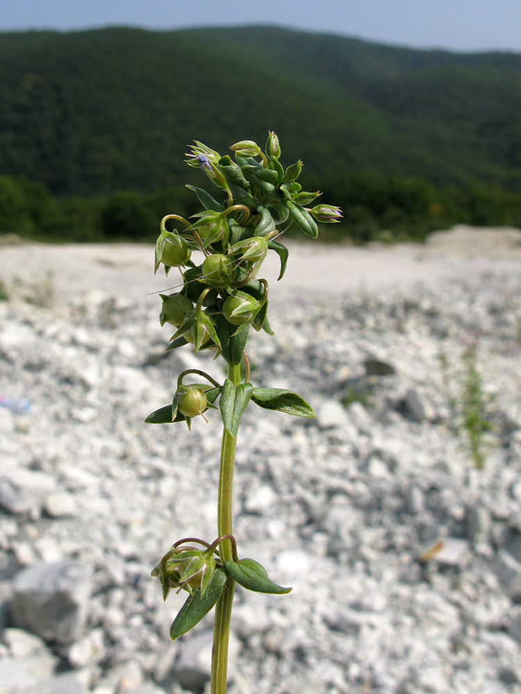 Image of Anagallis foemina specimen.