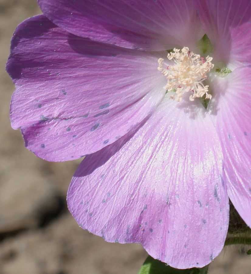 Image of Anoda cristata specimen.