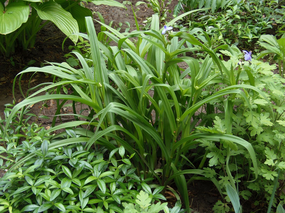 Image of Tradescantia virginiana specimen.