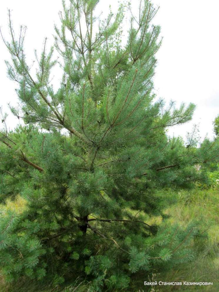 Изображение особи Pinus sylvestris.