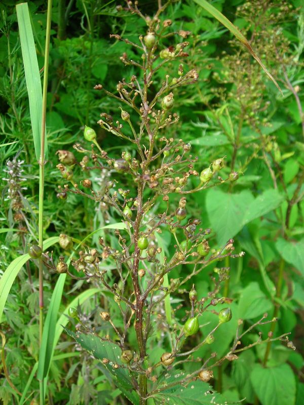 Image of Scrophularia nodosa specimen.