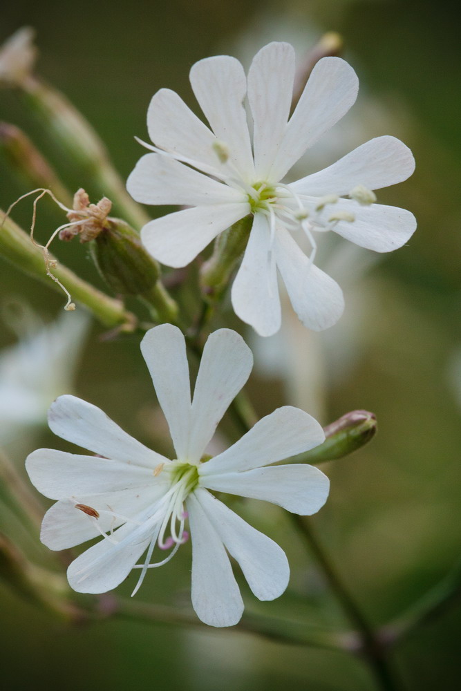 Image of Silene italica specimen.