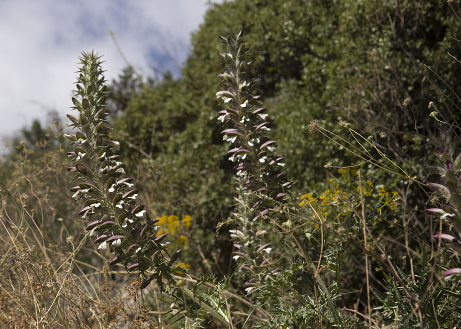 Image of Acanthus spinosus specimen.