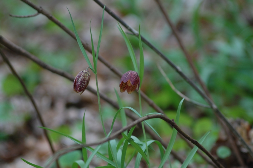 Image of Fritillaria montana specimen.