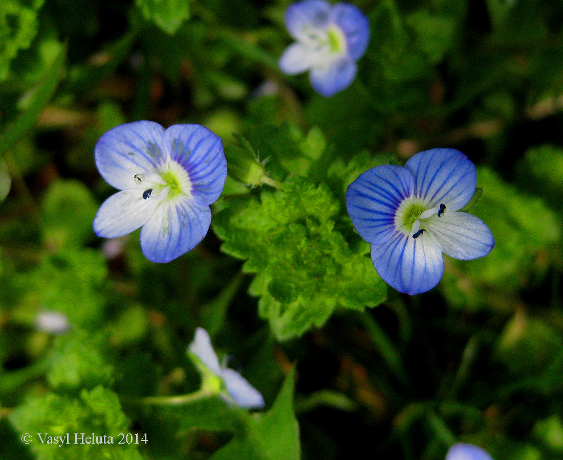 Изображение особи Veronica filiformis.